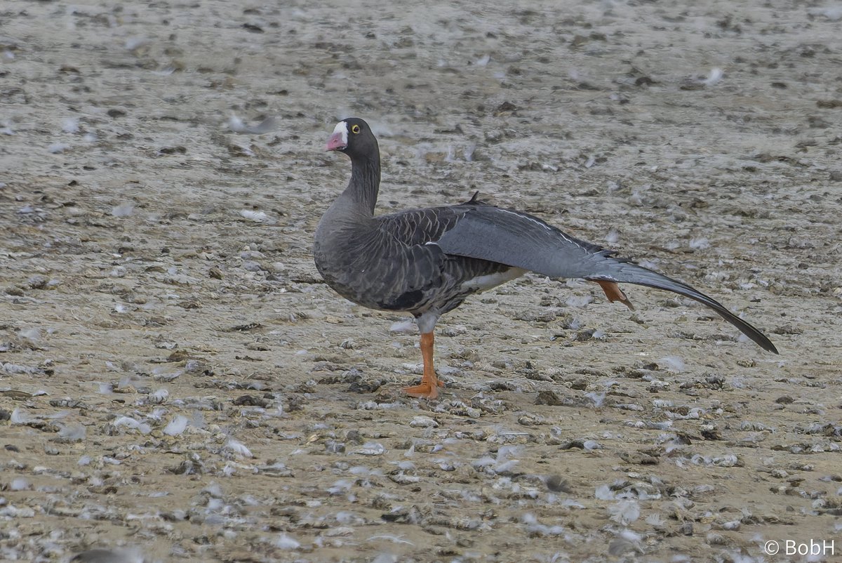 The Lesser White-fronted Goose at Bowesfield this afternoon, another nice spot by Martin Blick, and thanks to Carolyn for info.
<a href="/teesbirds1/">teesbirds</a> <a href="/nybirdnews/">NorthYorksBirdNews</a>