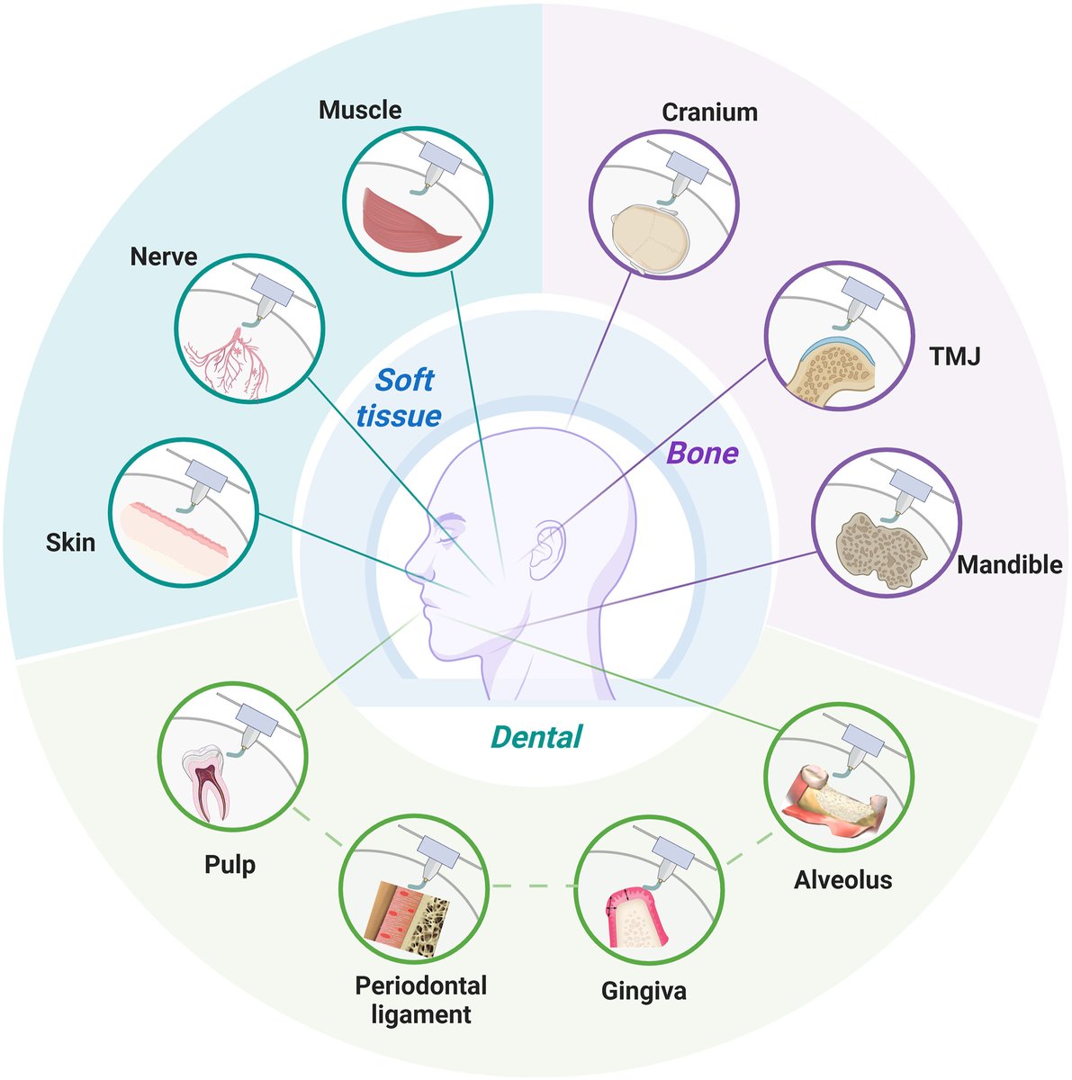 A new review of #BMEMat “3D bioprinting in oral and craniomaxillofacial tissue regeneration: Progress, challenges, and future directions” by Kaili Lin,  Jinsong Pan and Changyong Yuan.
<a href="/WileyBiomedical/">Wiley Biomedical Science</a>

PDF✏️onlinelibrary.wiley.com/doi/epdf/10.10…