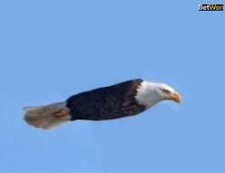 #VerdiğinSözlerNeredeAdalı #Besiktas  #Alanyaspor #besiktaşınmacivar