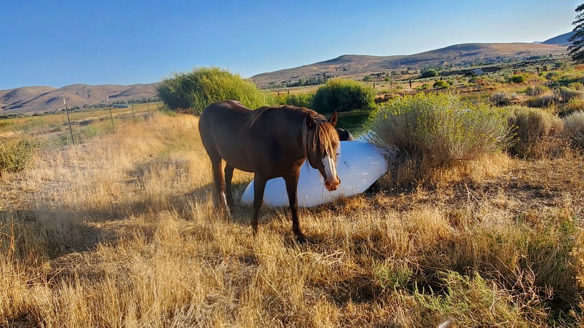 DebCollings's tweet image. Emergency fundraiser and new home placement requested for a one-eyed 7-13 year old Chestnut crypto stallion that has only two weeks to live.  This horse has been living on a pasture with a mare for years. NO FOALS PRODUCED! The mare has another home. 
DesertPinesHorseRescue.org
