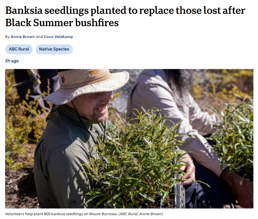 Thank you to our environment-focused volunteers! 🙌🌱

📰 The species, Banksia canei, was wiped out from the Burrowa-Pine National Park in the Black Summer bushfires, but scientists propagated new seedlings from a closely related plant found nearby. 👇
abc.net.au/news/rural/202…

📌