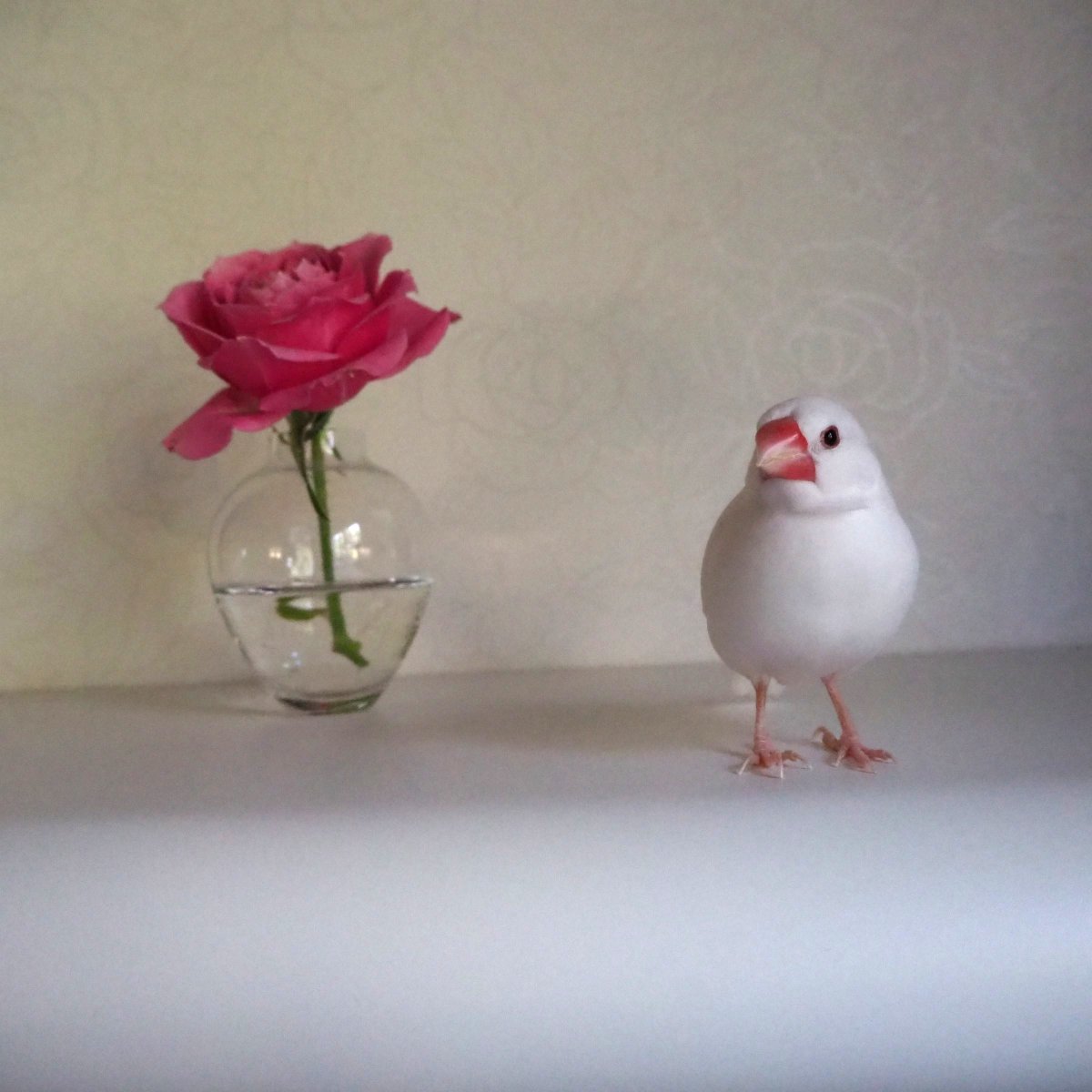 今日の「カバー小鳥」はみるくちゃん（白文鳥）です。まるで童話の1ページのようなロマンティックなお写真🌹
#白文鳥  
kotoribu.com