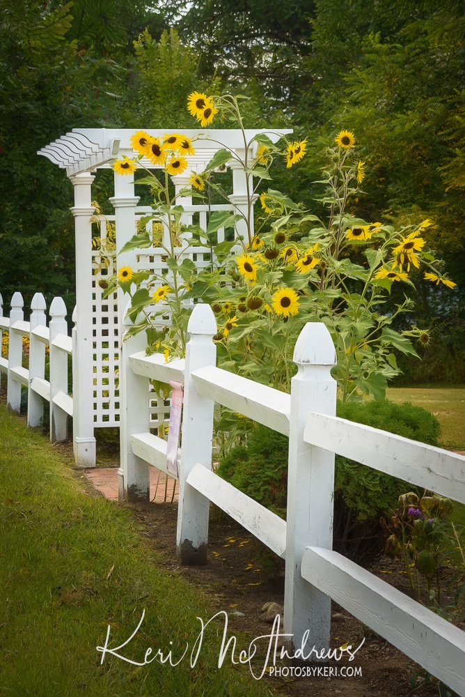 PhotosByKeri's tweet image. Sunflower Welcome 08/30/25
#2025Project52 #Week35
We must be closer to the end of summer if the sunflowers are in bloom… Love the whimsy of the sunflowers surrounding this fence and gate. It feels so welcoming!
photosbykeri.com/fine-art/e4054…