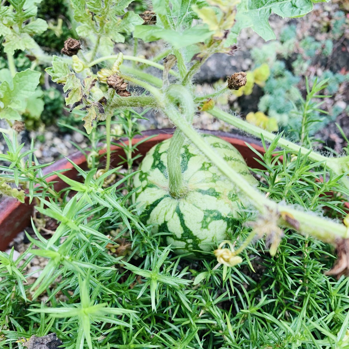 夏の初めに食べたスイカからかわいいのが実った！