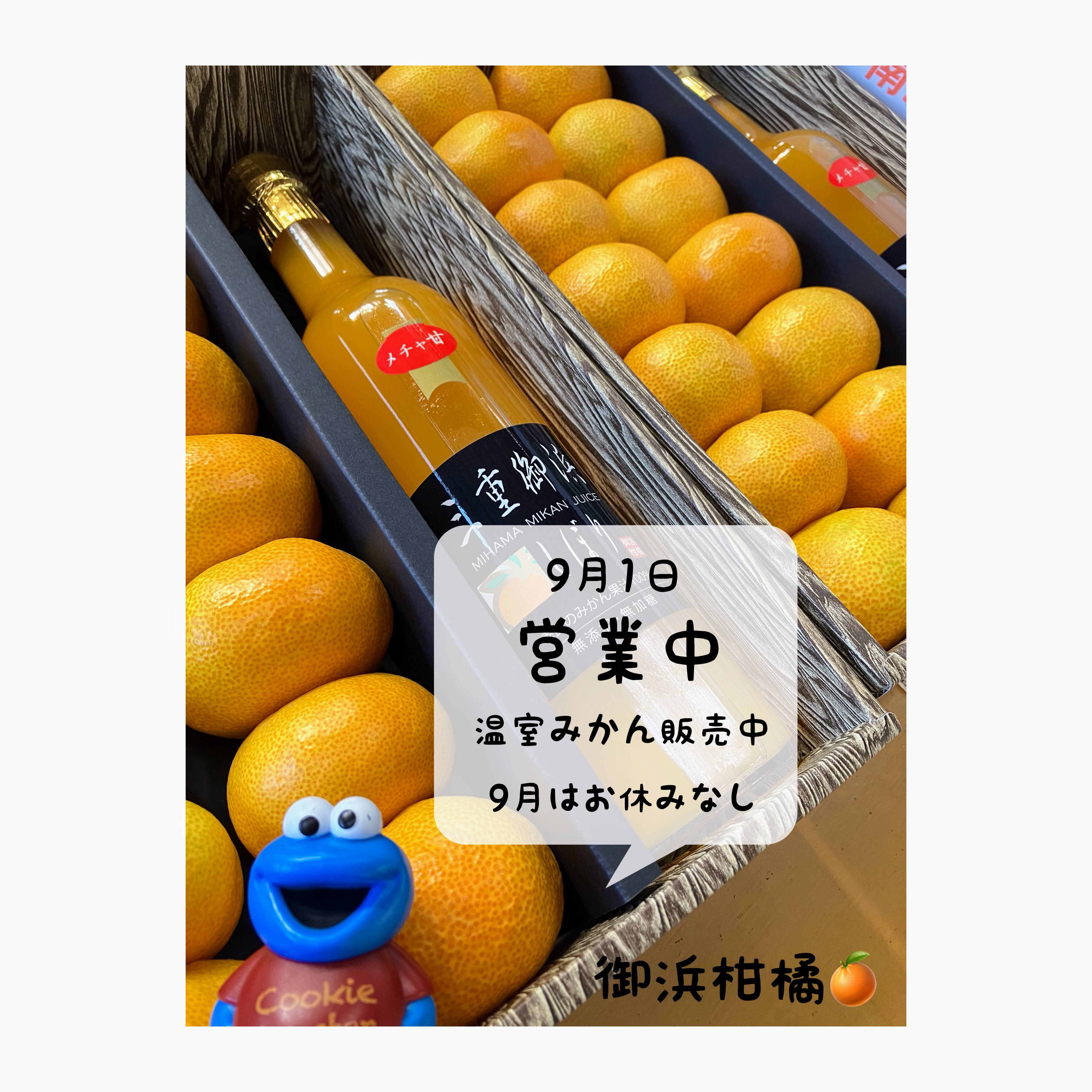 こだわりみかん”の御浜柑橘 on X: 