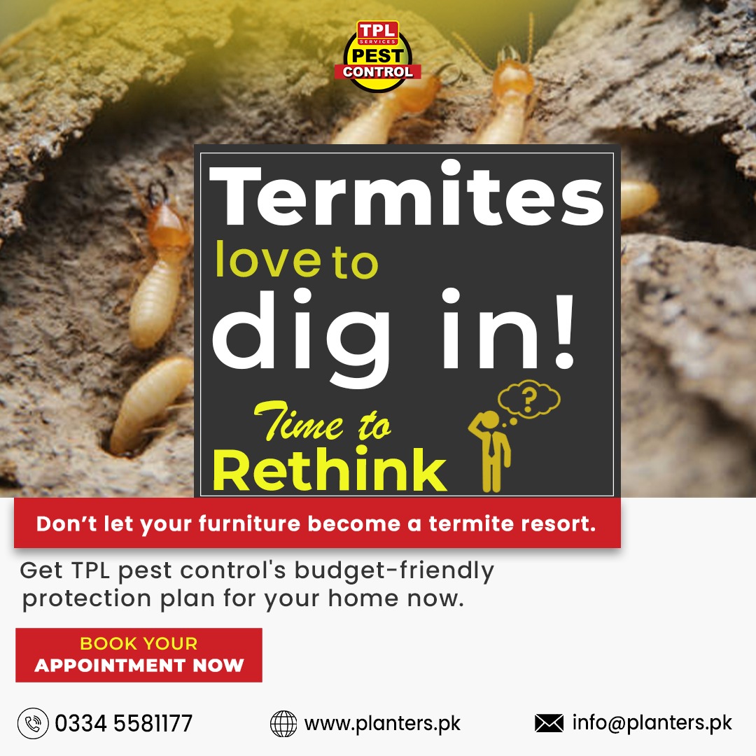 TPLPestControl's tweet image. Don’t let termites destroy your peace of mind! 🐜 

👉 Book your appointment now!

Official Landline: 0512303380
Official WhatsApp: 03345581177

#TermiteControl #PestFreeHome #TPLPestControl #ProtectYourFurniture #HomeSafety #Islamabad #Rawalpindi