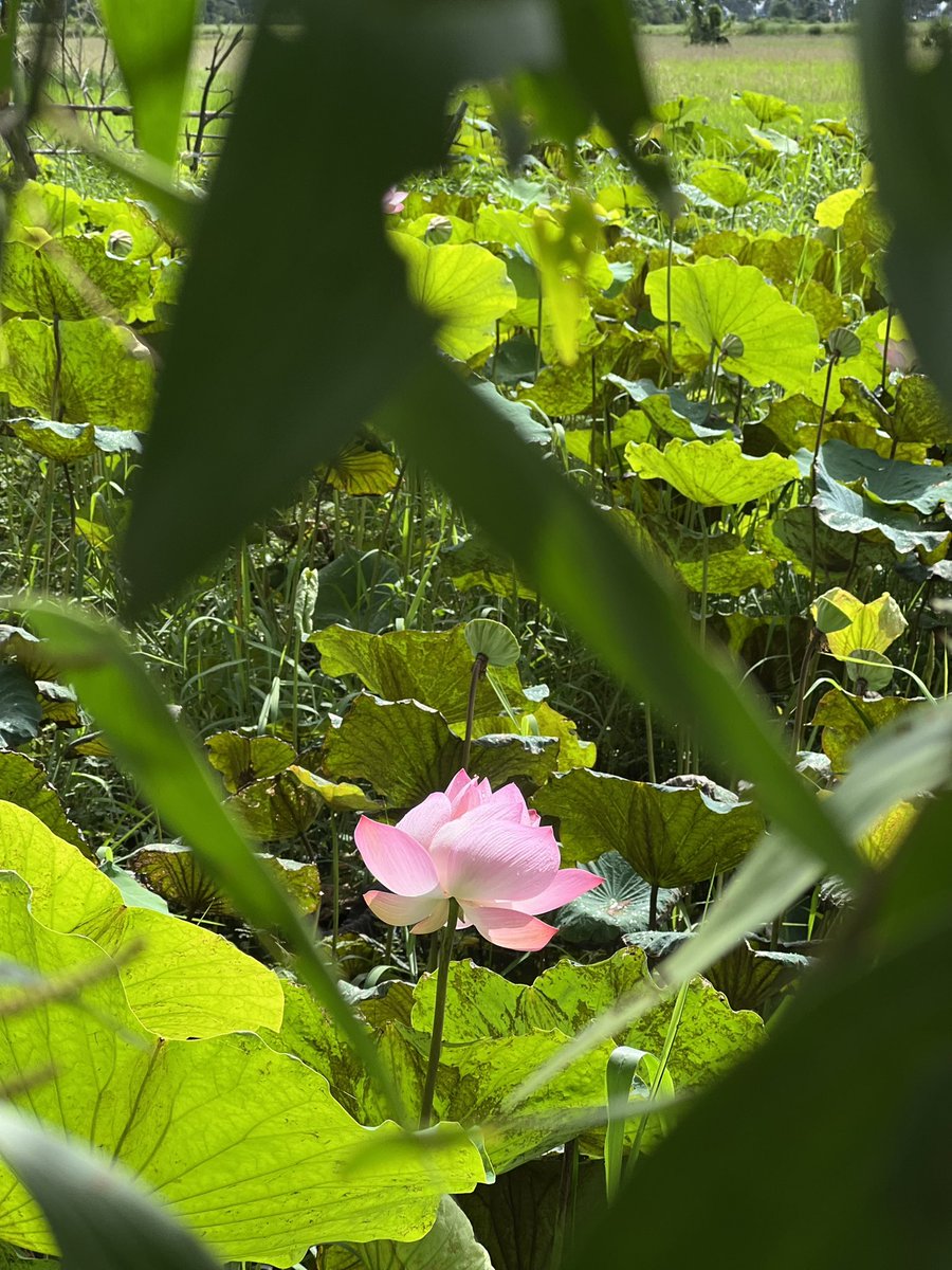 NimChoeun's tweet photo. សួស្ដី​កញ្ញា​💕 https://t.co/ZzRVLLdFPV
