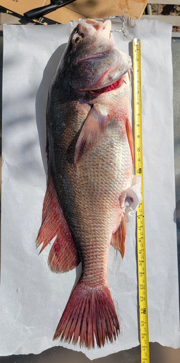 MphasaMPH's tweet image. Successful camping trip. Caught my largest fish ever on Lake Michigan, Holland Pier. Freshwater Drum. Weight: 3.2 Kg , Length: 0.6 Meters.  Caught on treble hook with a Goby fish as bait. #JournalEntry