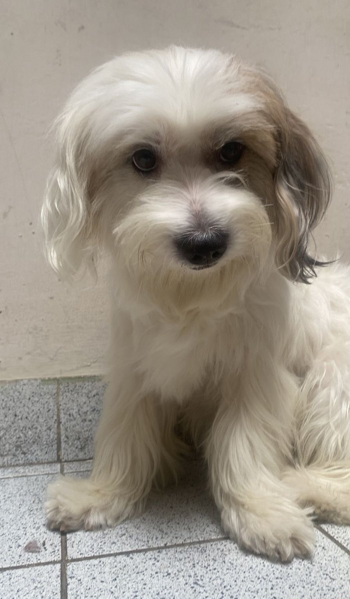 RafoSarmiento's tweet image. Hola! Esta semana estarán operando a mi perrita de dos pequeños tumores. La operación es muy costosa, así que estaré realizando ilustraciones digitales de mascotas a cambio de una donación de 10 soles. Si deseas apoyarnos, escríbeme por DM por favor. Muchas gracias ❤️‍🩹