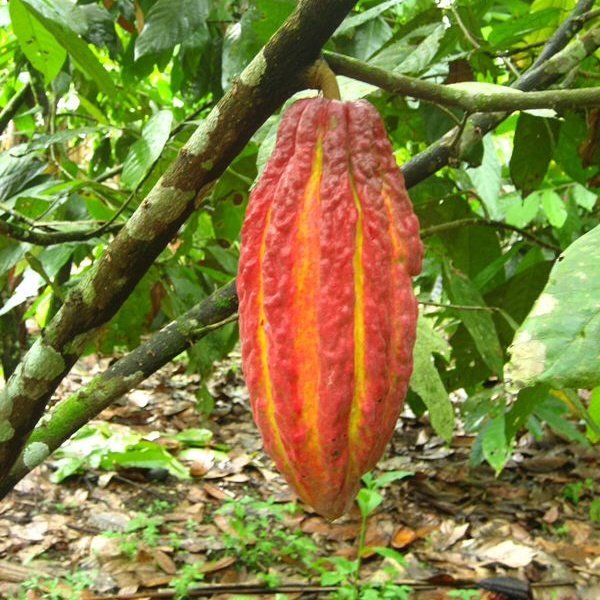 SweetsoilCocoa's tweet photo. #NewProfilePic https://t.co/XXAgiumIc8