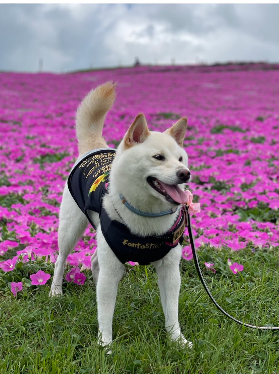 jinkumama's tweet photo. 夏の思い出

#白柴犬セーラ　#柴犬セーラ　#shiroshiba #Sara https://t.co/9tofTRfidz