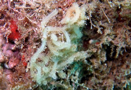 #Calcareous #sponges (#Porifera, #Calcarea) from São Sebastião, São Paulo: #newspecies and #newrecords in two marine protected areas of Southeastern #Brazil Ecoregion
#taxonomy
doi.org/10.11646/zoota…