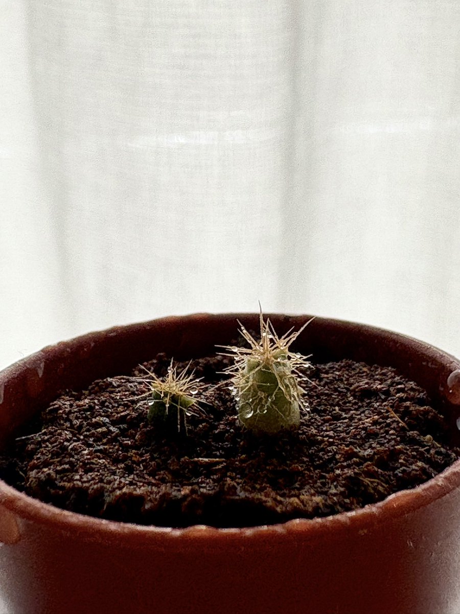 「どうも、あの時のサボテンです」