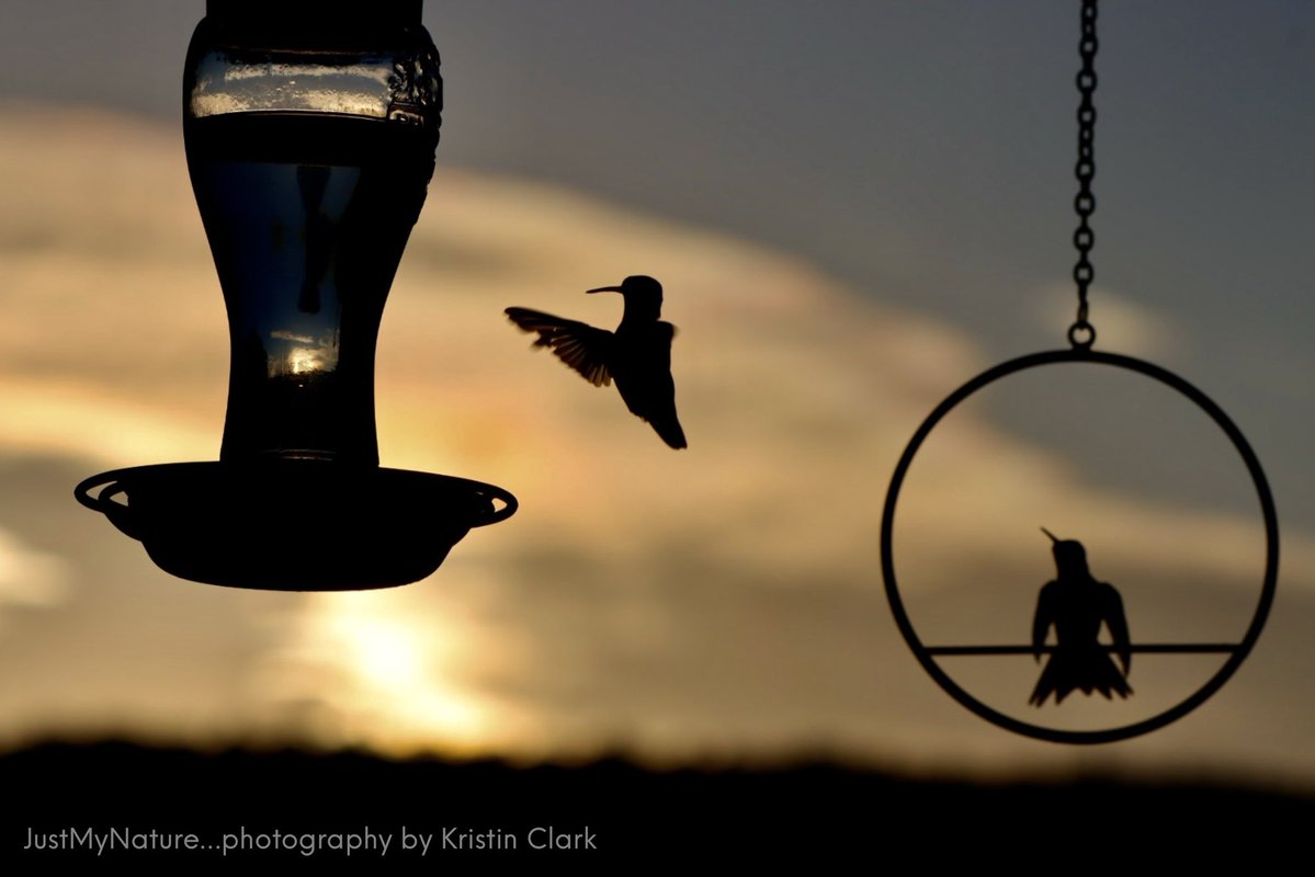 Kristin Clark (@_justmynature) on Twitter photo Hummingbirds in Hampton Cove AL <a href="/spann/">James Spann</a> <a href="/DanielleDozier/">Danielle Dozier News 19</a> <a href="/BenSmith_WHNT/">Ben Smith</a> <a href="/CamutoWHNT/">Jessica Camuto</a> <a href="/JDESNOYERSWAFF/">Jeff Desnoyers WAFF 48</a> <a href="/WEATHERmanBURKE/">Eric Burke WAFF 48</a> @aarona_wx @anellowx @robelvington
<a href="/JDressmanWX/">Jordan Dressman</a> <a href="/EmilyOwenWX/">Emily Owen</a> <a href="/AmberKulick_wx/">Amber Kulick ⛈️</a> <a href="/laabsTWC/">Tom Laabs</a> <a href="/NWSHuntsville/">NWS Huntsville</a> @simpsonwvtm13 #valleywx Hummingbirds in Hampton Cove AL <a href="/spann/">James Spann</a> <a href="/DanielleDozier/">Danielle Dozier News 19</a> <a href="/BenSmith_WHNT/">Ben Smith</a> <a href="/CamutoWHNT/">Jessica Camuto</a> <a href="/JDESNOYERSWAFF/">Jeff Desnoyers WAFF 48</a> <a href="/WEATHERmanBURKE/">Eric Burke WAFF 48</a> @aarona_wx @anellowx @robelvington
<a href="/JDressmanWX/">Jordan Dressman</a> <a href="/EmilyOwenWX/">Emily Owen</a> <a href="/AmberKulick_wx/">Amber Kulick ⛈️</a> <a href="/laabsTWC/">Tom Laabs</a> <a href="/NWSHuntsville/">NWS Huntsville</a> @simpsonwvtm13 #valleywx