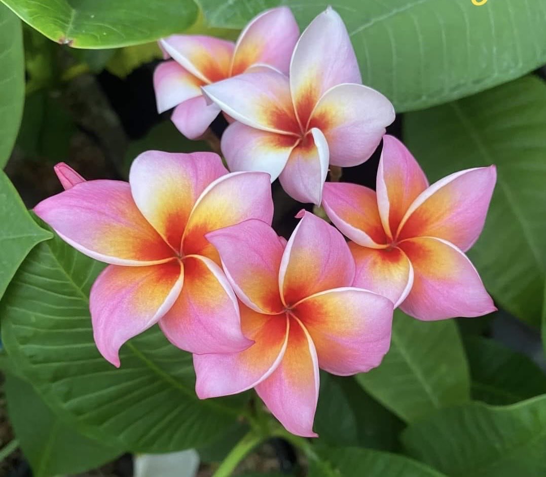 Good morning friends….
Have a lovely day ❤️🙏