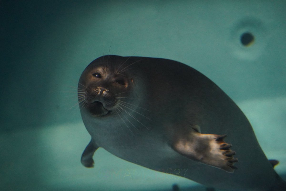 nuko ☄️ (@sealcatniko) / Posts / X