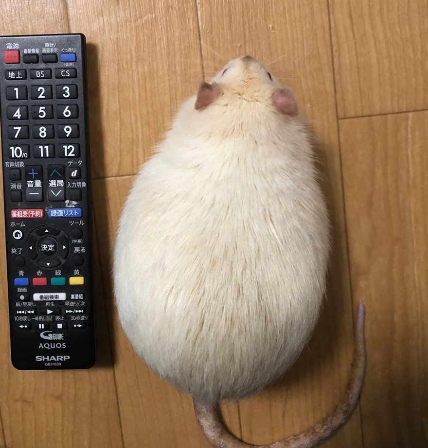 #みんなの丸も見せてほしい