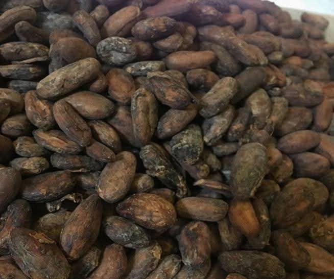 SweetsoilCocoa's tweet photo. Experience the rich taste of fresh cocoa, grown in the lush, fertile soils of Cameroon. Now available for the market—reach out to us today to bring this premium cocoa to your business! https://t.co/bfl4wbF6OU