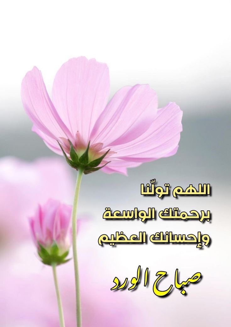 بداية شهر جديدة 🤍✨ اللهم اجعلها فاتحة خير. #صباح_الخير