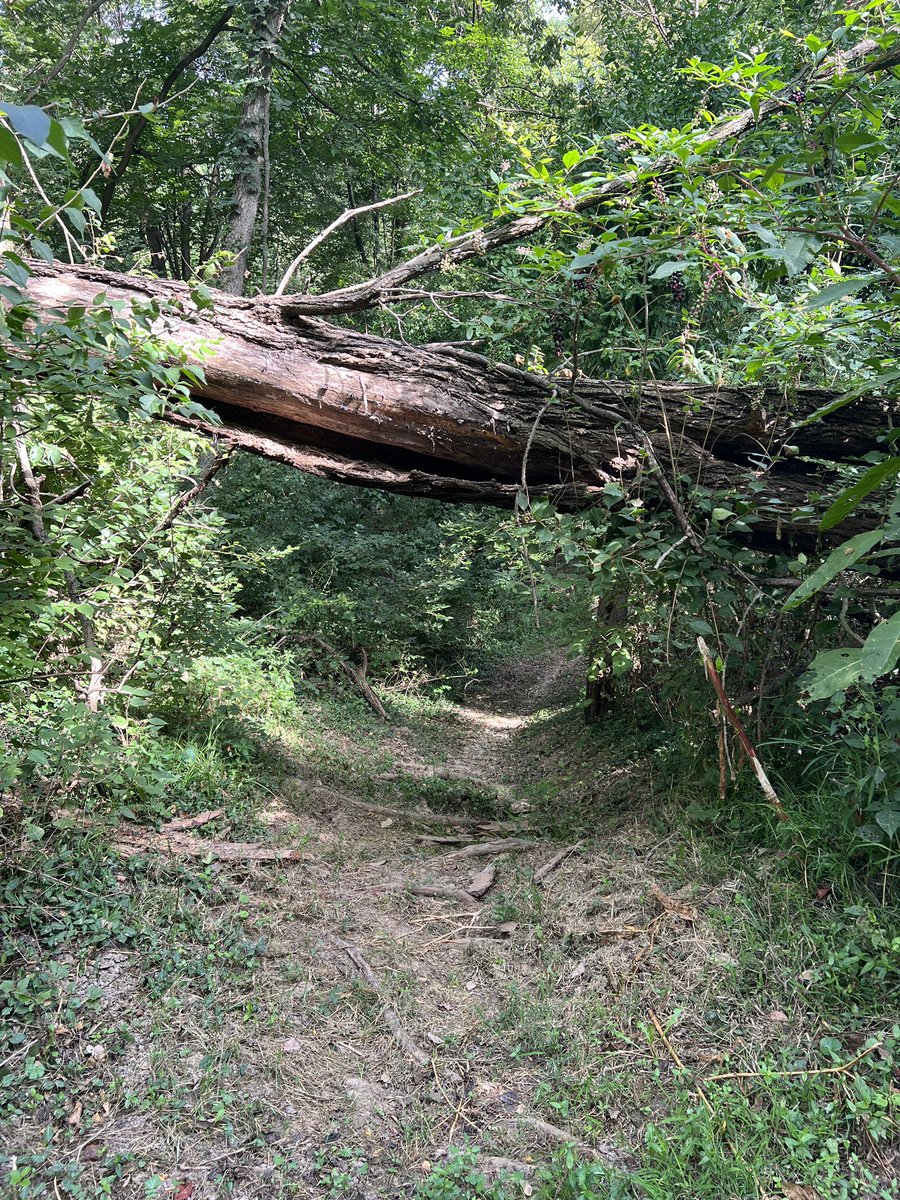 FriendshipAir's tweet photo. Western Illinois Day 3: Nauvoo State Park had the crowds (thanks, Grape Festival) but not the trails—overgrown + too steep to finish the loop. 🍇 At least Baxter’s Winery, Illinois’ oldest, saved the day with samples, glasses, and Uncrustables for lunch. 🍷🥪 https://t.co/mxDjRtarqq