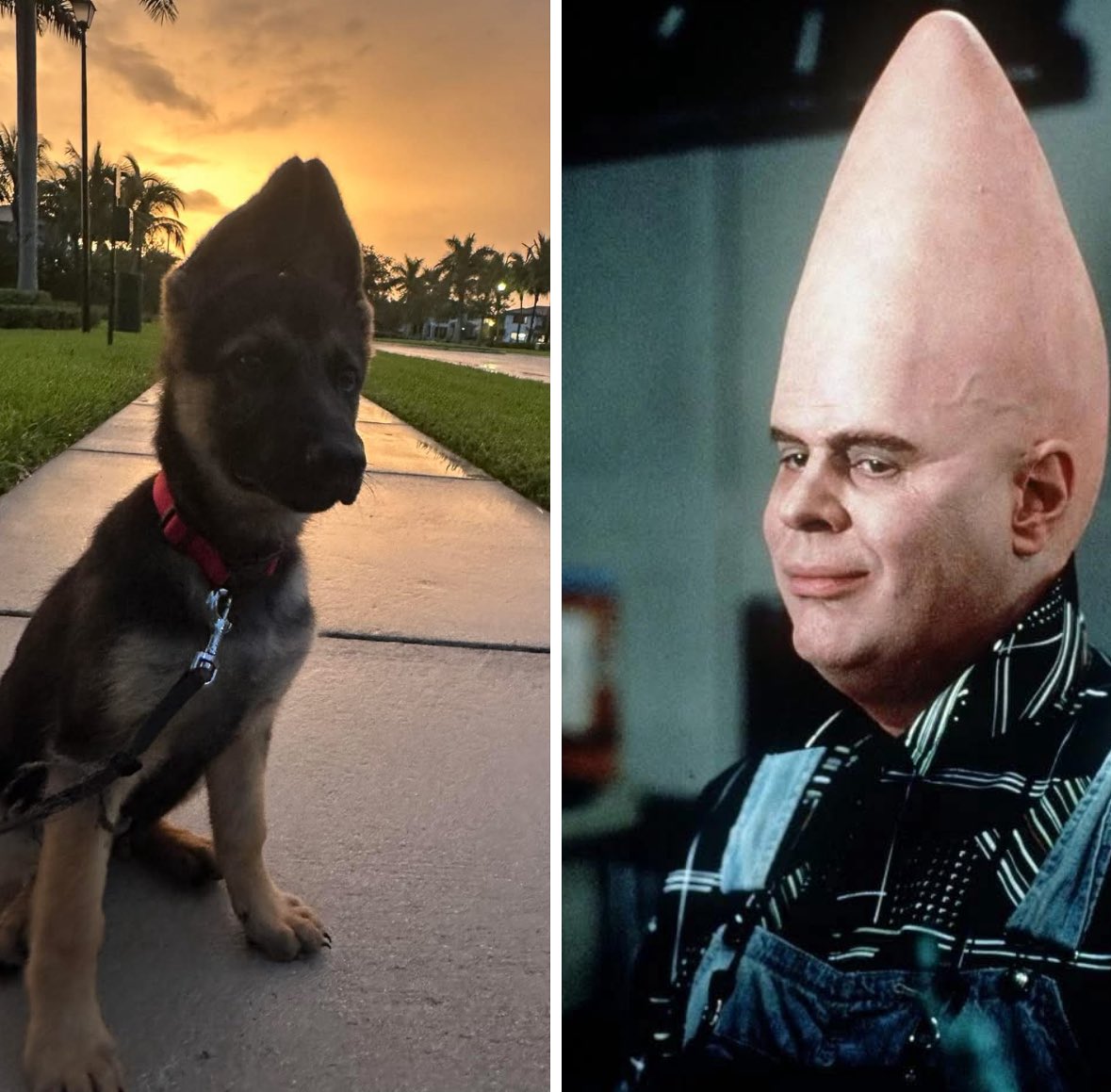 I think my puppy is an alien. Maybe part <a href="/KreekCraft/">KreekCraft</a> . Thoughts?