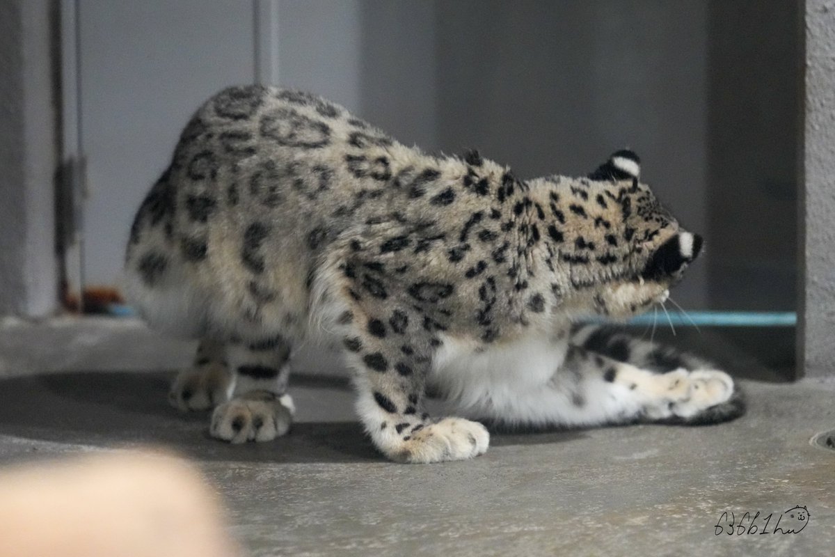 636b1h's tweet photo. しっぽ、待て待て
ペシッ‼️（捕獲成功）

3歳5ヶ月になるヒカリだけど…？ちっちゃい頃思い出させる
ユキヒョウの最大の魅力でもある、
体長と同じくらいある長〜い尻尾追いかけてみたり？

#ユキヒョウ #ヒカリ
#snowleopard #Hikari
#円山動物園 https://t.co/61woVFZLBM