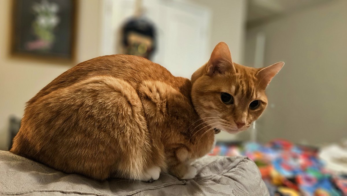 AVRonGV's tweet photo. Posting our cats... Because we can. https://t.co/HWlMbg8sGl