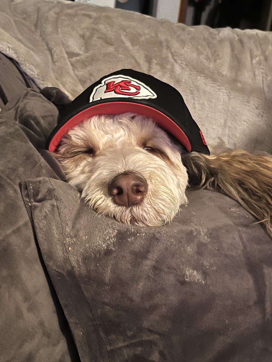 #WhatMakesMyPetHappy game day