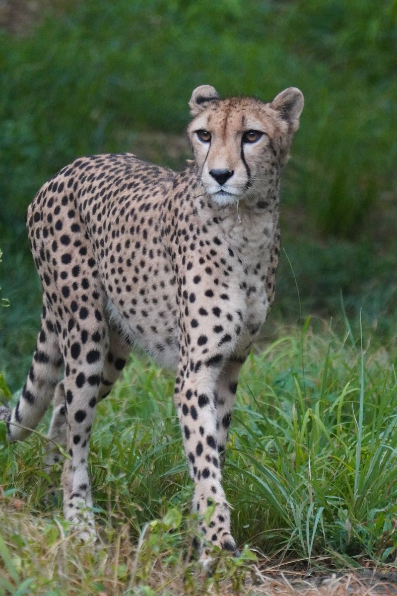 チータページ チーター 98 | HANSA