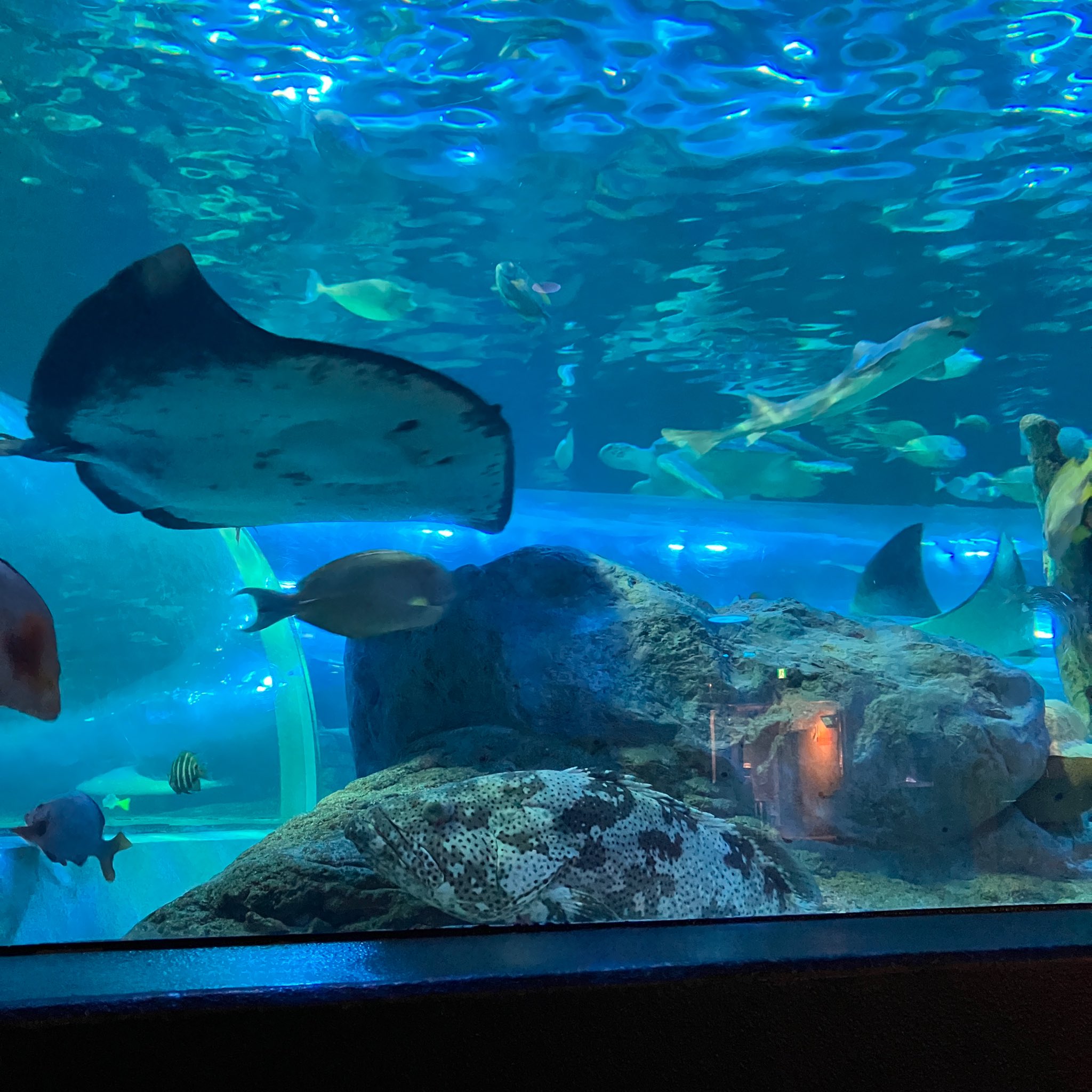 ❌水族館好き(❁ᴗ͈ˬᴗ͈)水族館の生き物 水族館へ行こう！2 海の生き物 お魚さんたちが大集合！！子供