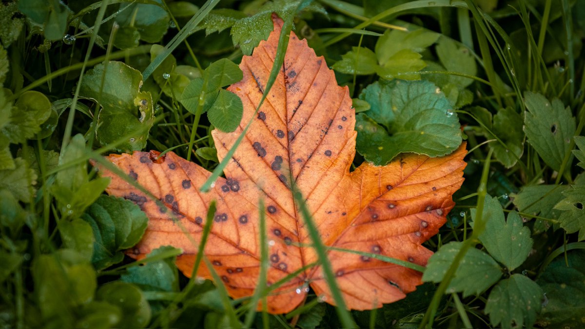 Guten Morgen ihr Lieben zum meteorologischen Herbstanfang und Willkommen im September ☕️🍁🍂👋

Ich wünsche euch einen angenehmen Wochenstart und einen sonnigen Montag ☀️🍀

📷 #goodmorning #leaf #marple #autum