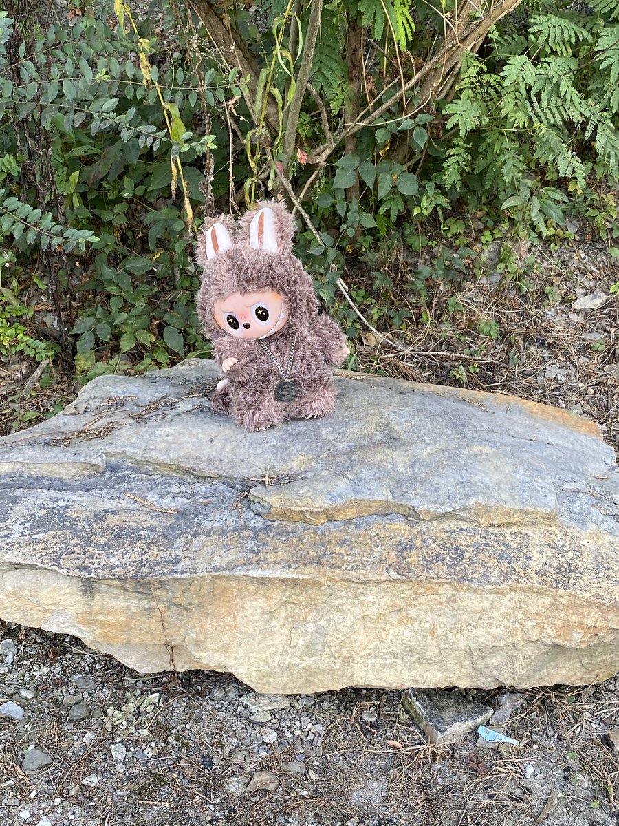 fairycIit's tweet photo. this lil fuckers name is jellico on account we found him in jellico, tennessee https://t.co/m1lWK0DDkI