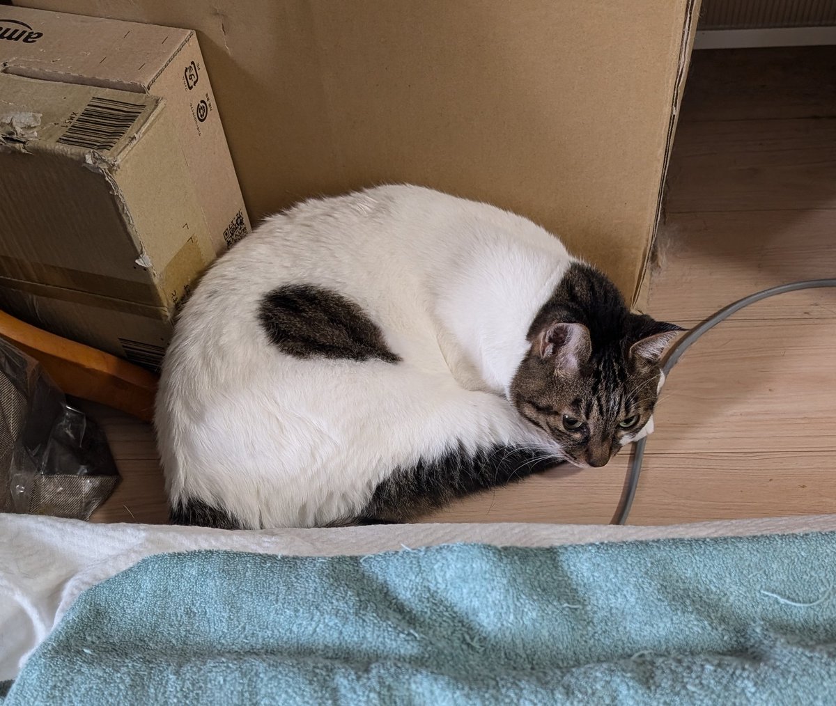 🐱社員２号…マリエルを起こすのは、まだ早いんじゃ……
も少し寝かせてくれ〜✨