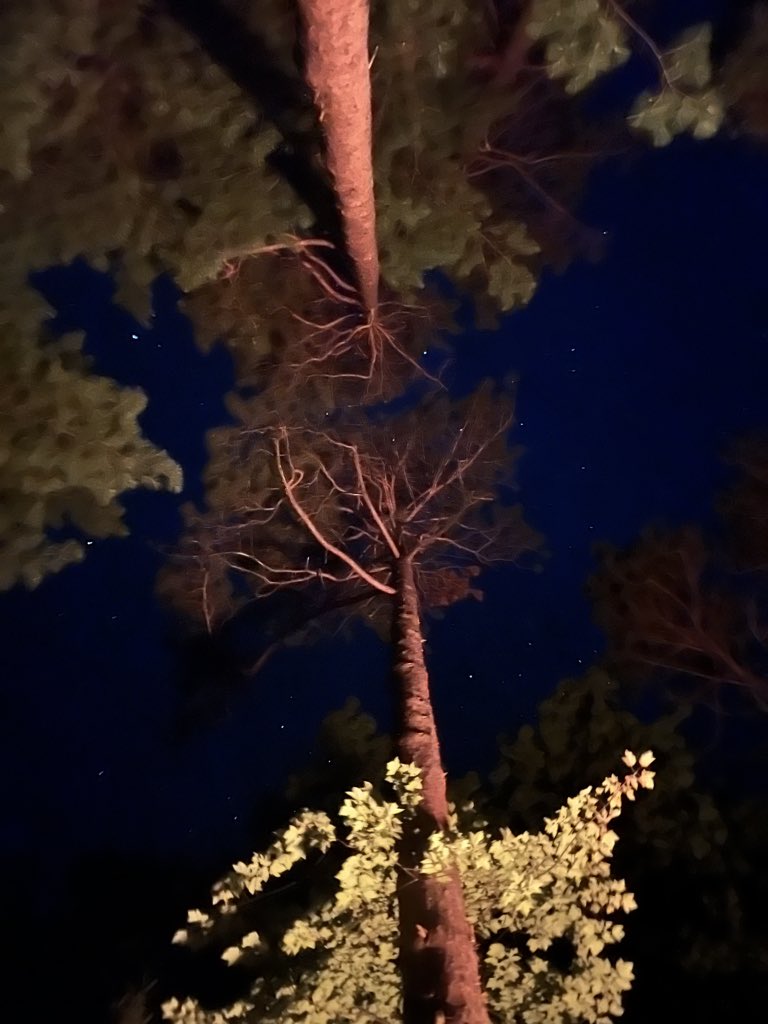 View from the hammock