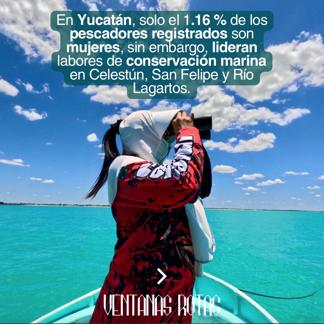 ventanasrotas22's tweet photo. 🧵 En #Yucatán, mientras el mar se vacía y las autoridades no llegan, hay mujeres que sí están dispuestas a defenderlo.

Son pescadoras, madres, buceadoras. Son las guardianas del mar.

Abrimos hilo 🧵🧵🧵↓ https://t.co/R605d2zZ38
