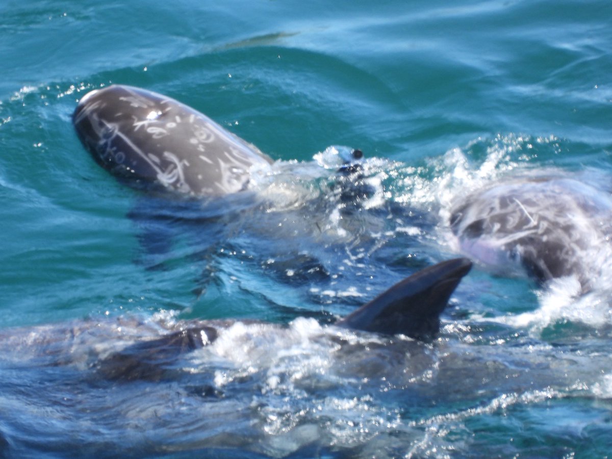 Kunito Seko tweet media