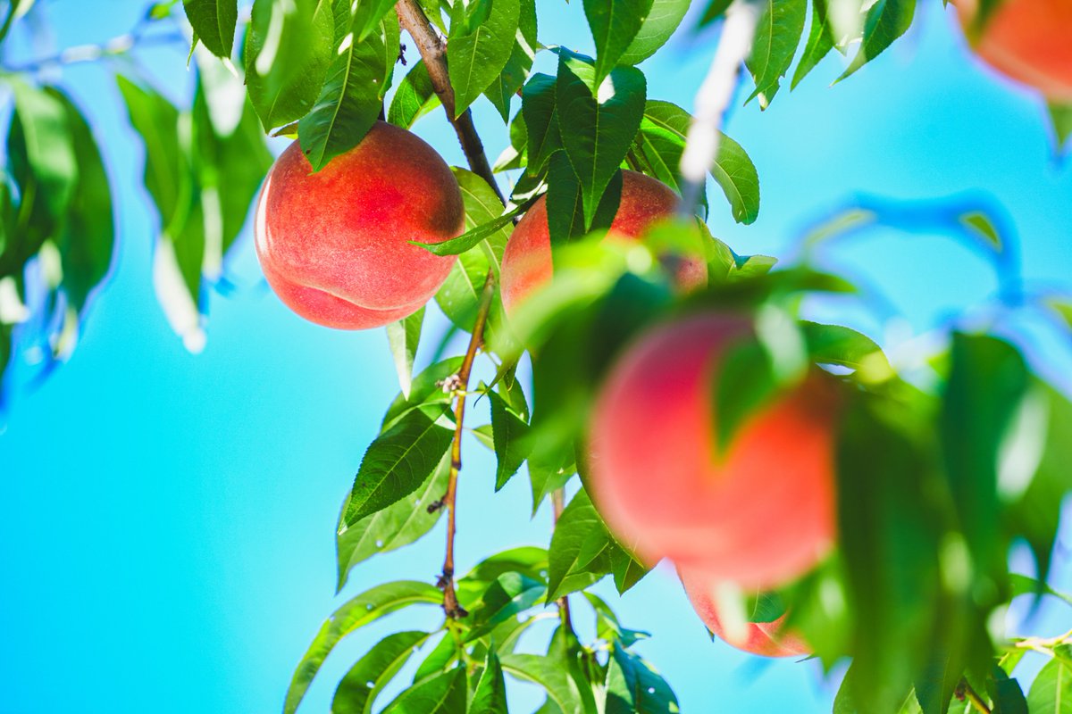 鹿角市の北限の桃です。美味しそうでしょ🍑