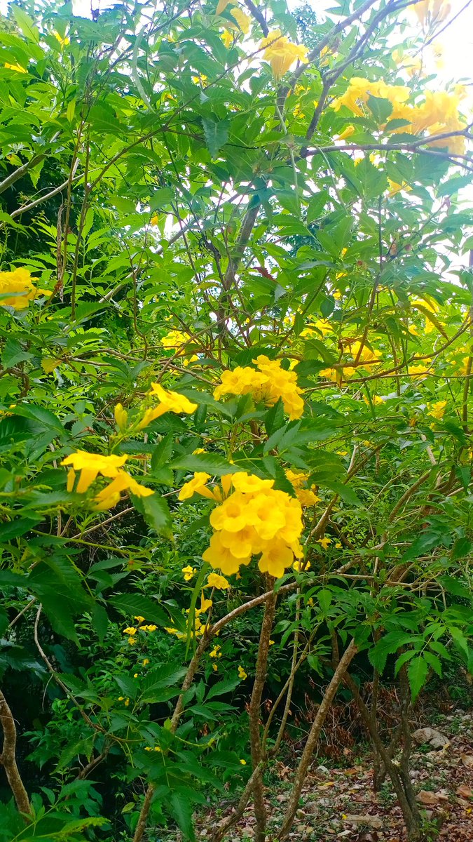 khwanlifeth's tweet photo. ขอให้เป็นวันที่ดี 🌻🍃
#สวนสาธารณะ #หาดใหญ่ https://t.co/BC1jmpvbAY