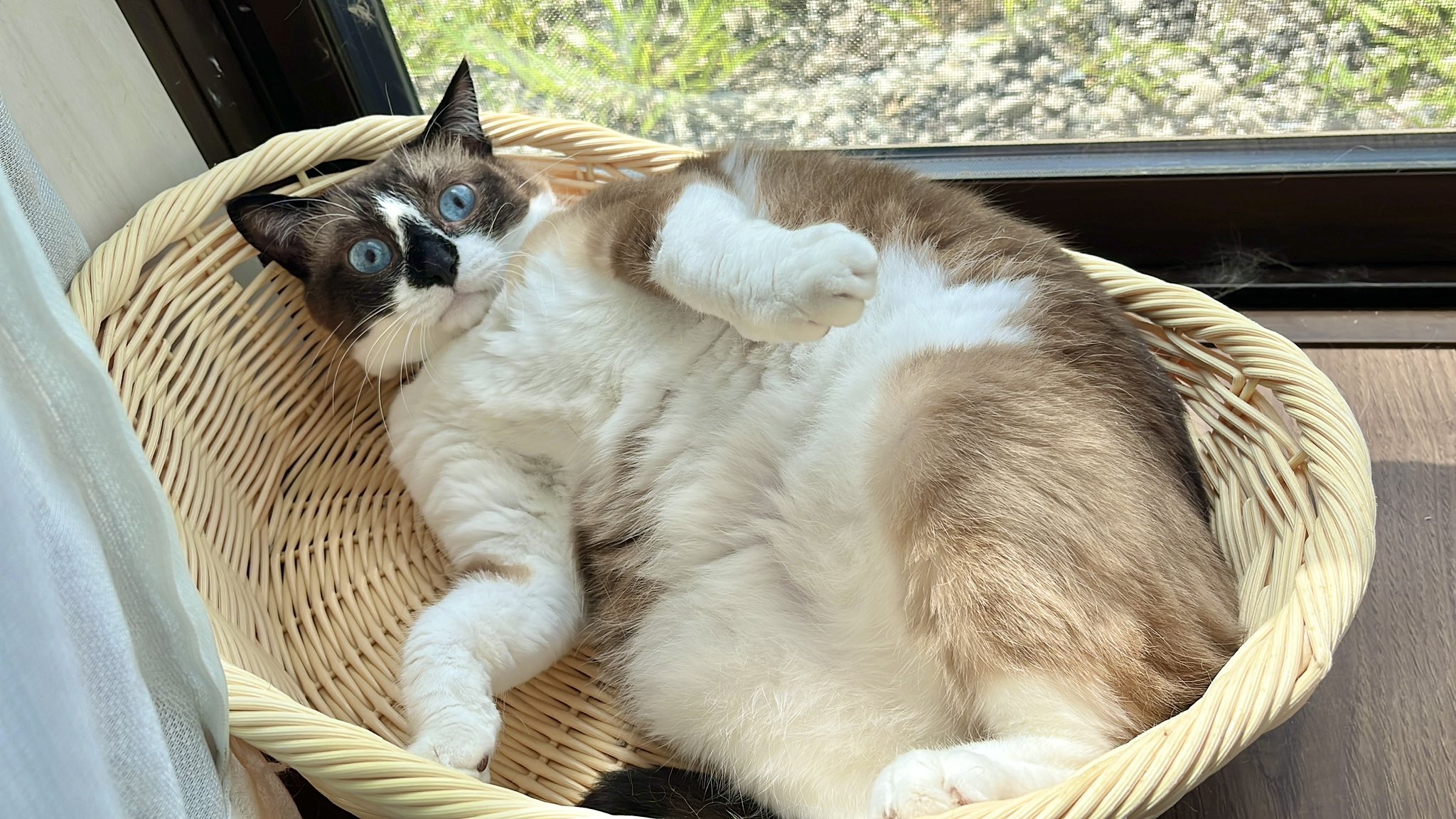 たぬき猫様 生ける宝石の白たぬき、仲間たちと再開を果たすも… The odd-eye