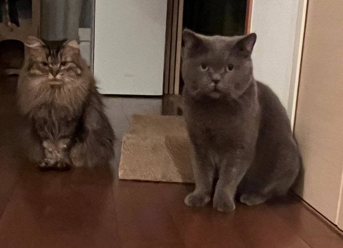 昨日寝るよ〜合図をしたら、暗闇の中で😂
この後、👩🏻🐈🐈‍⬛の順で寝室へ

 #ねこのいる生活 #保護猫 #保護猫と暮らす #元繁殖猫　#猫好きさんと繋がりたい　#ブリティッシュショートヘア　#ミヌエット