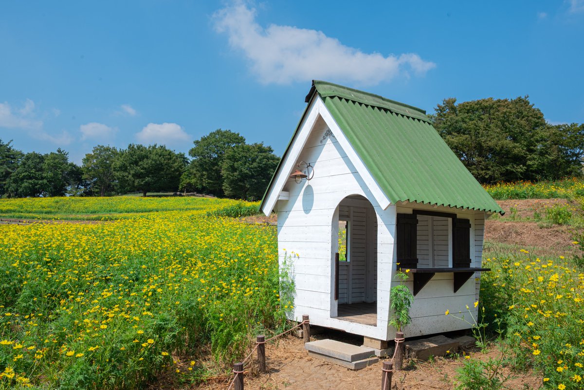 満州八旗　黄色 富士金梅＃8000撥水【8号帆布】 | 日本品質・帆布（はんぷ・ほぬの）の