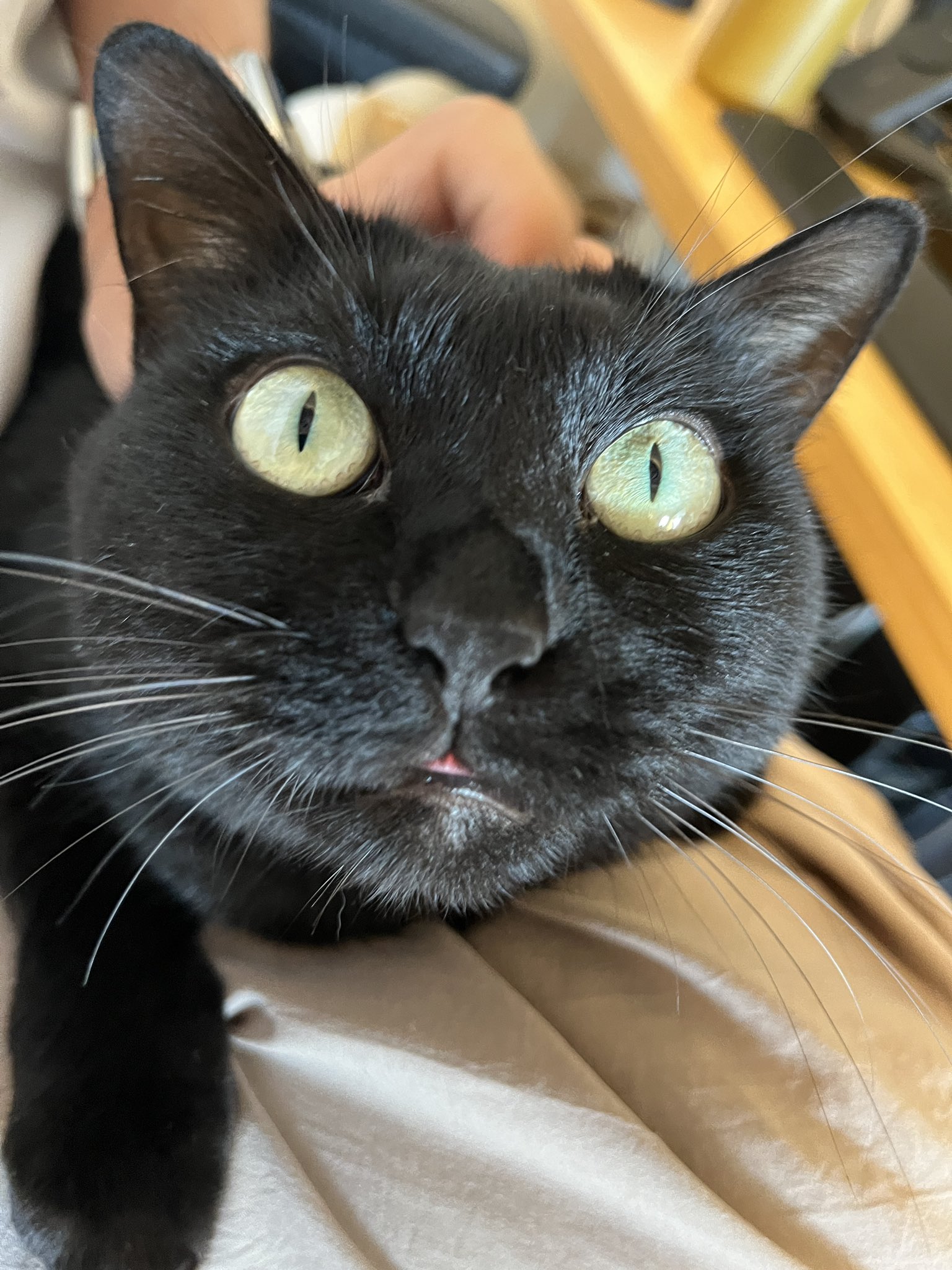 ⭐️🐈‍⬛すーちゃん🐈‍⬛⭐️ on X: 