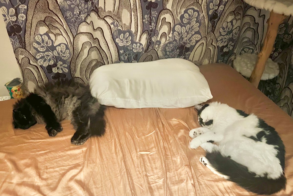 ねこさんページ ねこさん🦉元保護猫フクロウ (@necosan__cat) / Posts / X