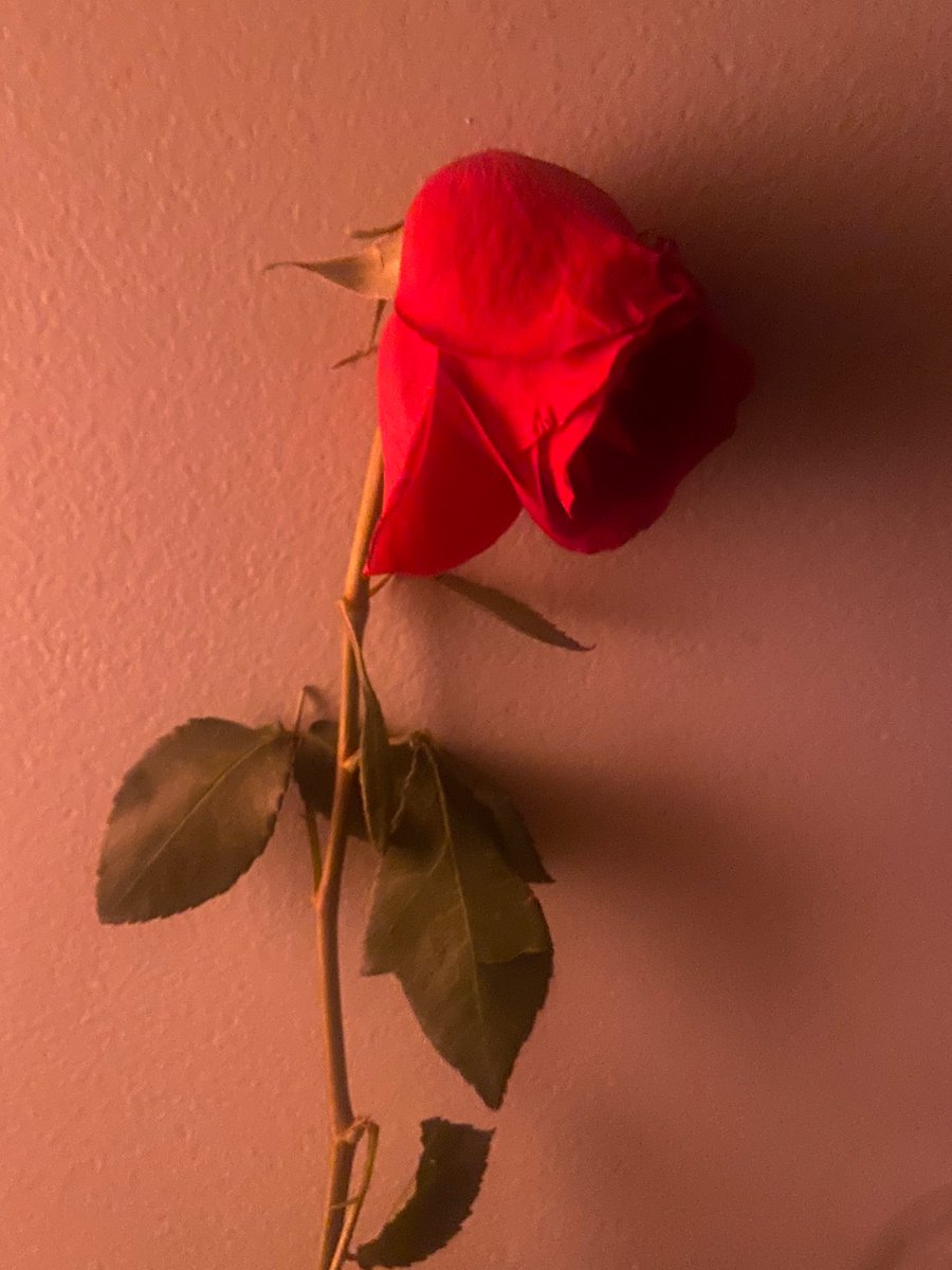 LetterZe's tweet image. I met my first dragon