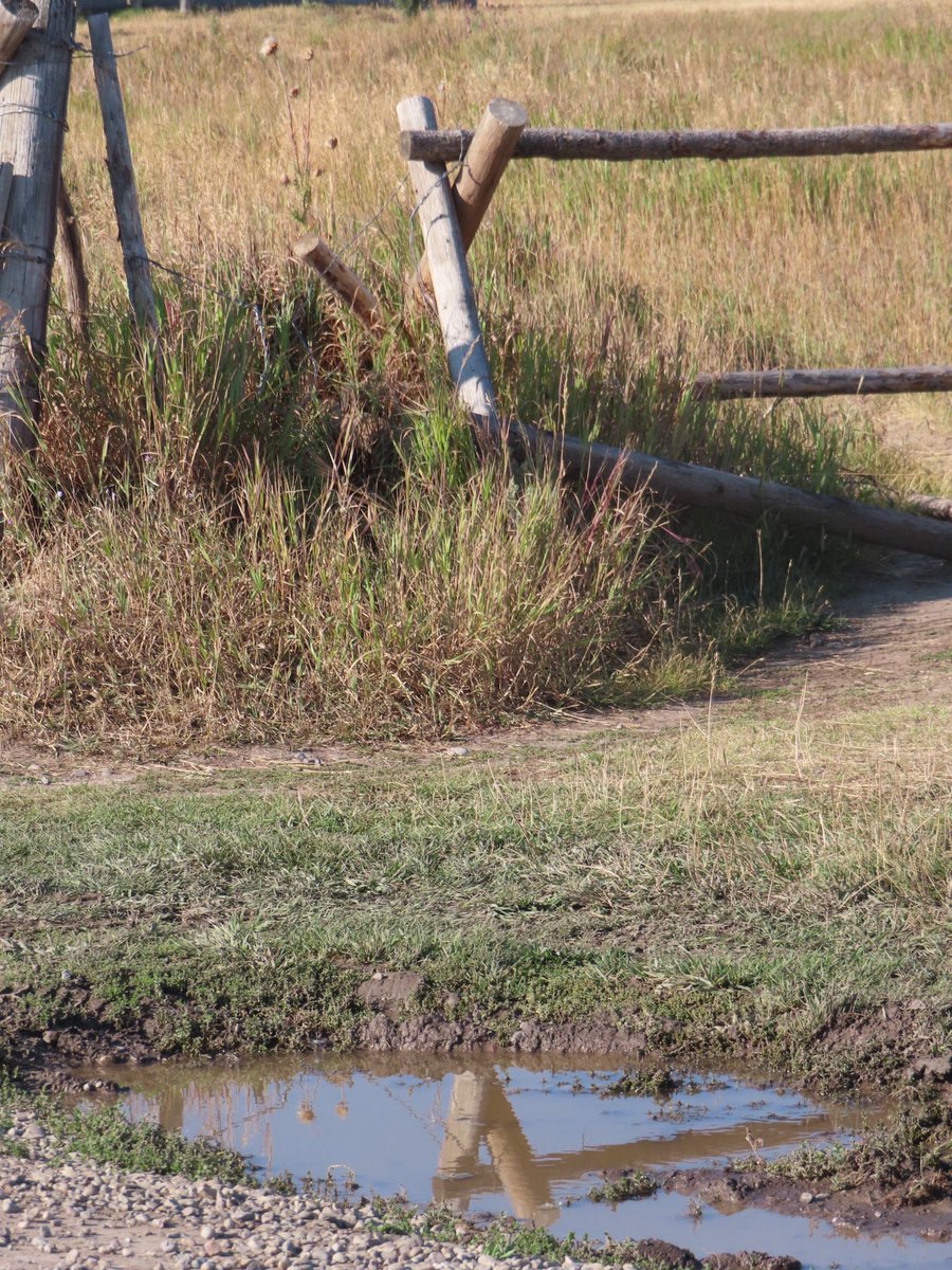 wapple15's tweet image. #ShadowsReflects