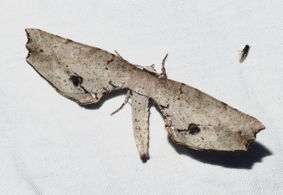 Entomological Society of Victoria 🐛🐜🦟🐞🕷️🦗 tweet media