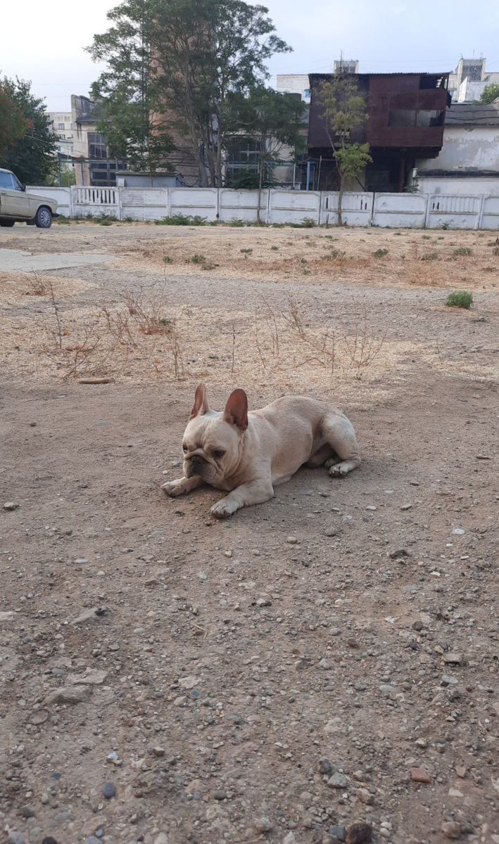 Всем доброго дня, сегодня утром возле Мединститута по Крупской увидели французского бульдога, лежал на земле испуганный, всего боится. Никто не терял этого милашку? Дочка отвезла его в клинику " От сердца к сердцу ❤️ ", хозяева найдитесь 
Крымчане,может кому нужен этот красавчик?