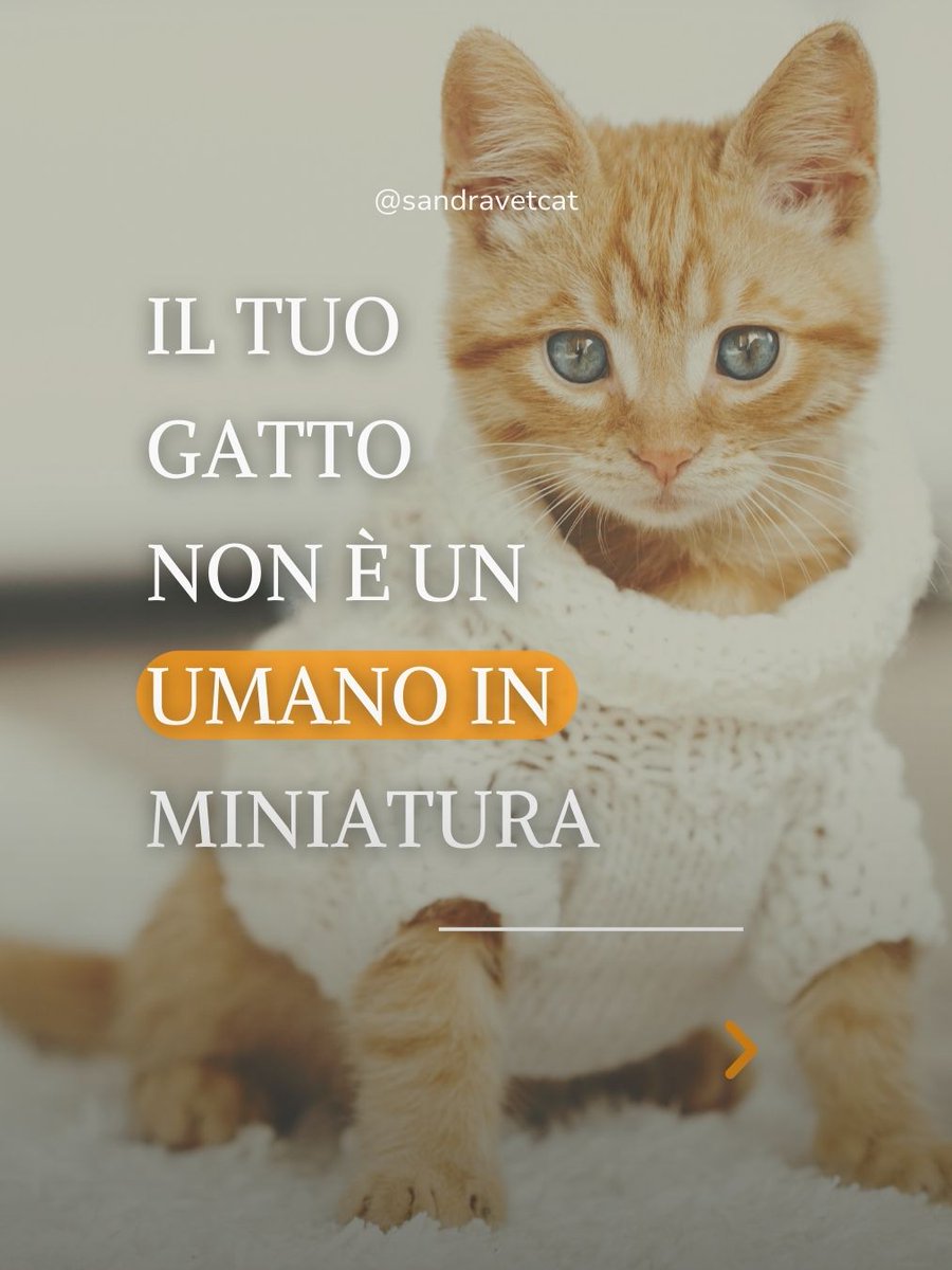 sandravetcat's tweet photo. Il tuo gatto non è un mini umano!

Molti custodi credono che dimostrare affetto significhi trattare il gatto come un bambino:

vestiti, passeggini, bagni estetici…
❌ In realtà questo porta spesso stress, disagio e persino veri e propri traumi.

#SandraVetCat #gatto https://t.co/dnXRfpIAqq