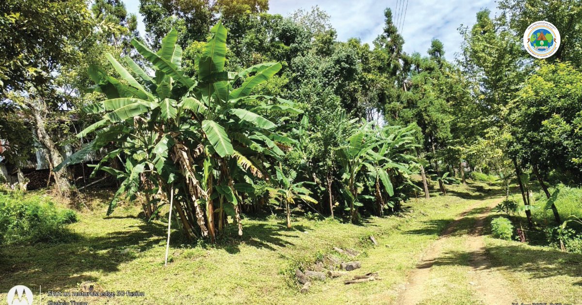 PIG Diaries: With leftover funds from a Performance Incentive Grants (PIG) instalment, GHS Sendenyu in Tseminyu District purchased 100 coffee saplings, while the teachers contributed to buy banana saplings, initiating a small plantation. (1/2)