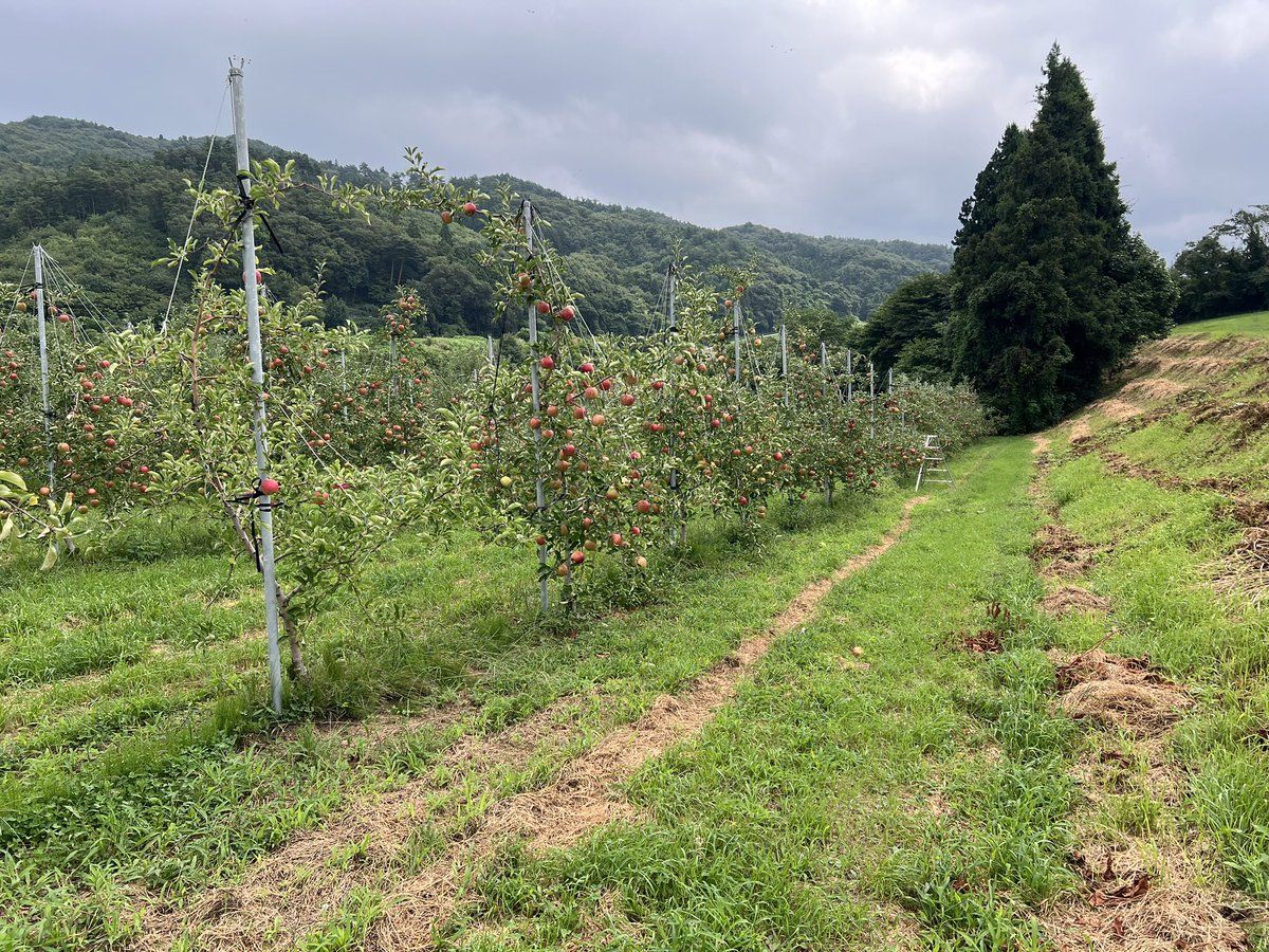 今日から9月。
当園でもいよいよ収穫が始まります。
今週は明後日からさんさ、ブラムリーの収穫予定です。
今日は1日つがるの玉回し作業をしていました。まだまだ、暑いですがぜひりんごを食べてください🙇‍♂️

#りんご　#盛岡